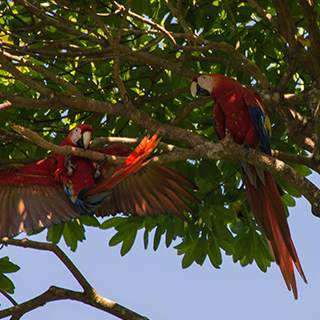 Bahia Drake - Las Calletas - Scarlet macaws